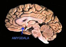 amygdala