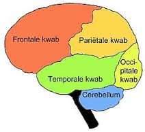 frontale kwabben